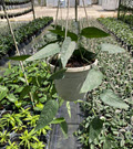 6" Epipremnum Pinnatum Cebu Blue HB
